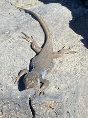 Gallotia galloti galloti