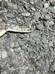 Psammophis crucifer
