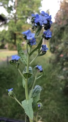 Cynoglossum australe