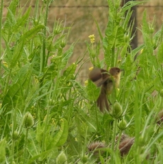Pseudocolopteryx flaviventris