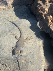 Gallotia galloti galloti