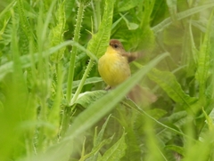 Pseudocolopteryx flaviventris