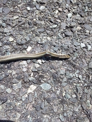 Psammophis crucifer