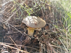 Suillus collinitus