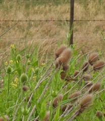 Pseudocolopteryx flaviventris