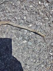 Psammophis crucifer