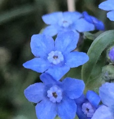 Cynoglossum australe