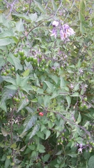 Solanum dulcamara