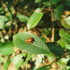 Aiolocaria hexaspilota
