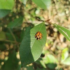 Aiolocaria hexaspilota