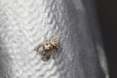 Macaroeris nidicolens