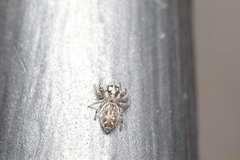 Macaroeris nidicolens