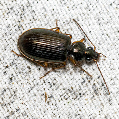 Notagonum