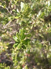 Baccharis heterophylla