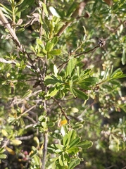 Baccharis heterophylla