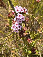 Erica fastigiata