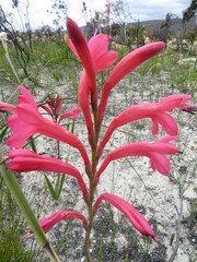 Watsonia fourcadei