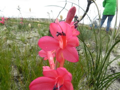 Watsonia fourcadei