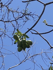 Cerbera manghas image