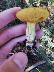Suillus collinitus
