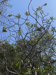 Cerbera manghas