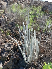 Ceropegia fusca image