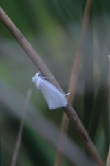 Tipanaea patulella