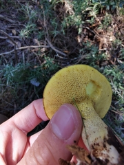 Suillus collinitus