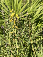Crotalaria lanceolata
