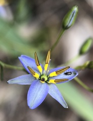 Dianella brevicaulis