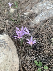 Colchicum stevenii