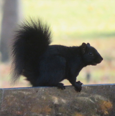 Sciurus carolinensis