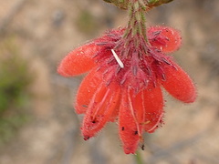 Erica cerinthoides cerinthoides