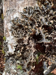 Pseudocyphellaria holarctica