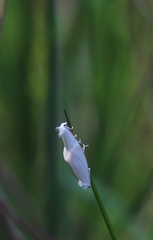 Tipanaea patulella
