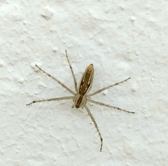 Peucetia rubrolineata