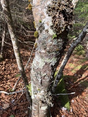 Pseudocyphellaria holarctica