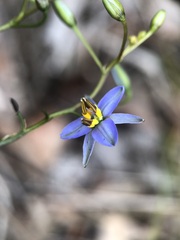 Dianella brevicaulis