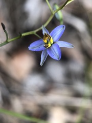 Dianella brevicaulis