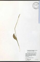 Ophioglossum pusillum