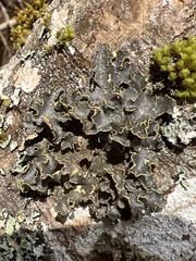 Pseudocyphellaria holarctica