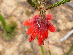 Erica cerinthoides cerinthoides