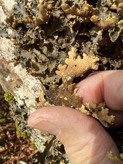 Pseudocyphellaria holarctica