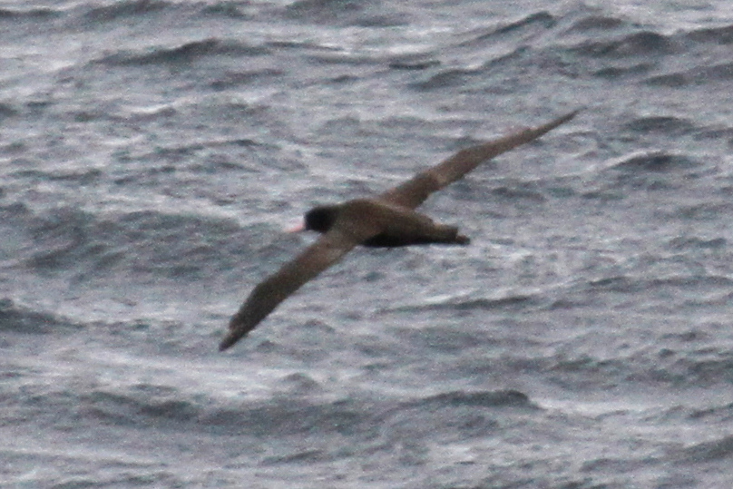 Short-tailed Albatross