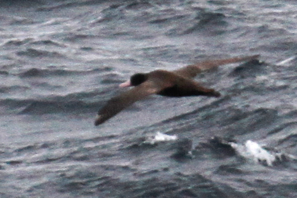 Short-tailed Albatross