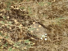 Homopus areolatus
