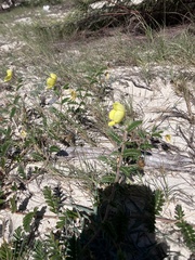Tribulus