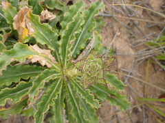Berkheya armata