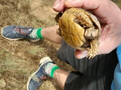 Homopus areolatus