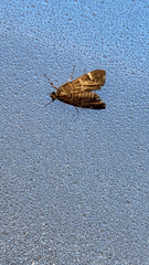 Hymenia perspectalis